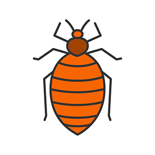 Chinche de Cama ciclo de vida