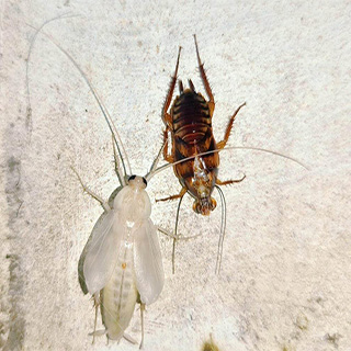 Cucarachas blancas son peligrosas